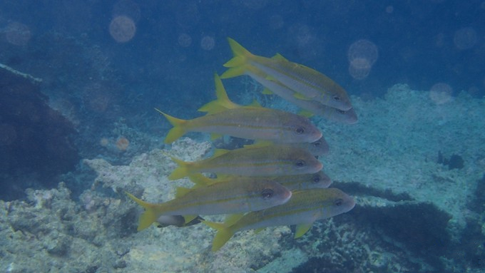 马富士瓦鲁岛 maafushivaru