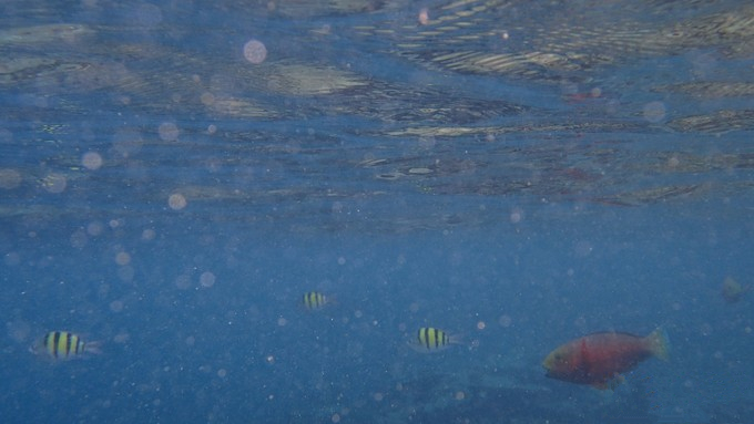 马富士瓦鲁岛 maafushivaru