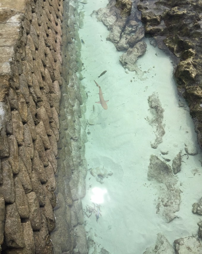 马富士瓦鲁岛 maafushivaru