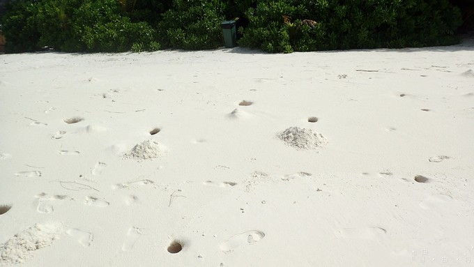 马富士瓦鲁岛 maafushivaru