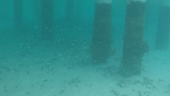 马富士瓦鲁岛 Maafushivaru