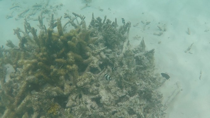 马富士瓦鲁岛 Maafushivaru