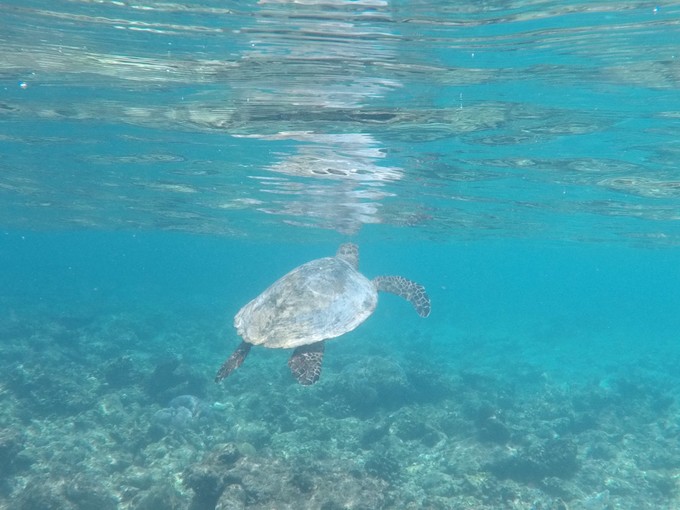 马富士瓦鲁岛 Maafushivaru