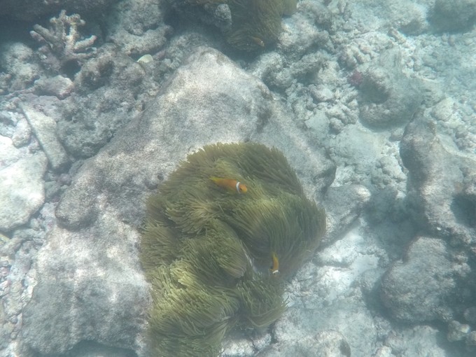 马富士瓦鲁岛 Maafushivaru