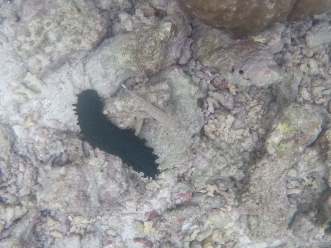 马富士瓦鲁岛 Maafushivaru