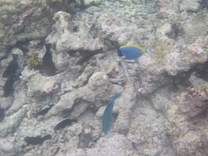 马富士瓦鲁岛 Maafushivaru