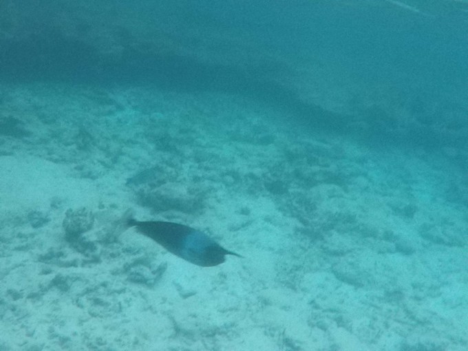 马富士瓦鲁岛 Maafushivaru