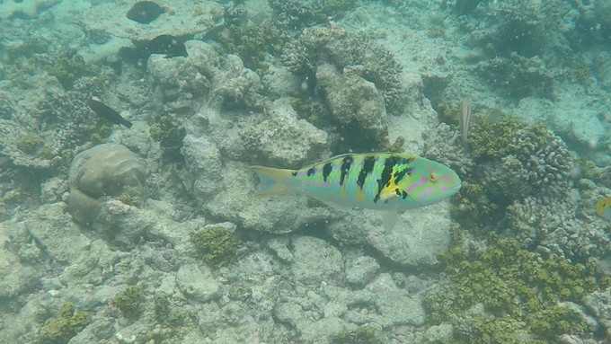 马富士瓦鲁岛 Maafushivaru