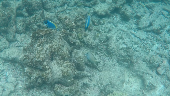 马富士瓦鲁岛 Maafushivaru