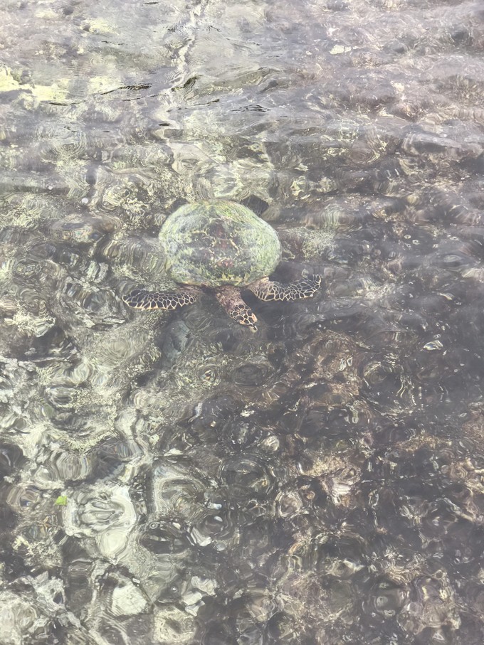 马富士瓦鲁岛 Maafushivaru