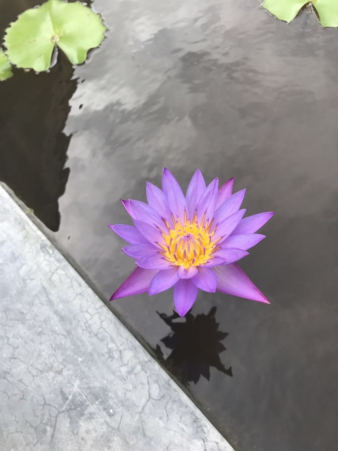 ozen奥臻岛