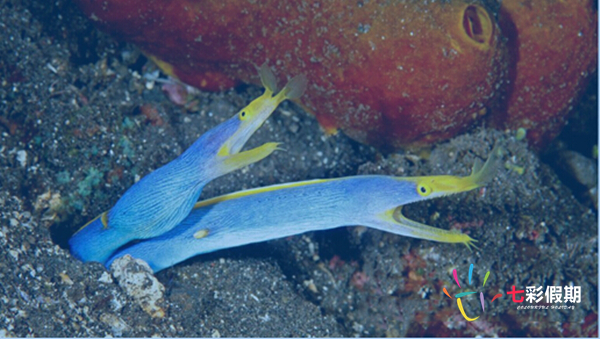 斐济蓝带鳗鱼珊瑚礁浮潜 斐济蓝带鳗鱼珊瑚礁浮潜