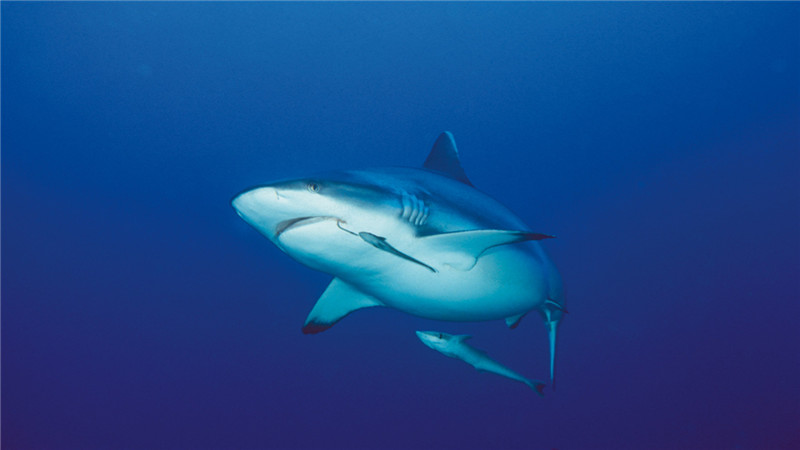 马尔代夫鲨鱼