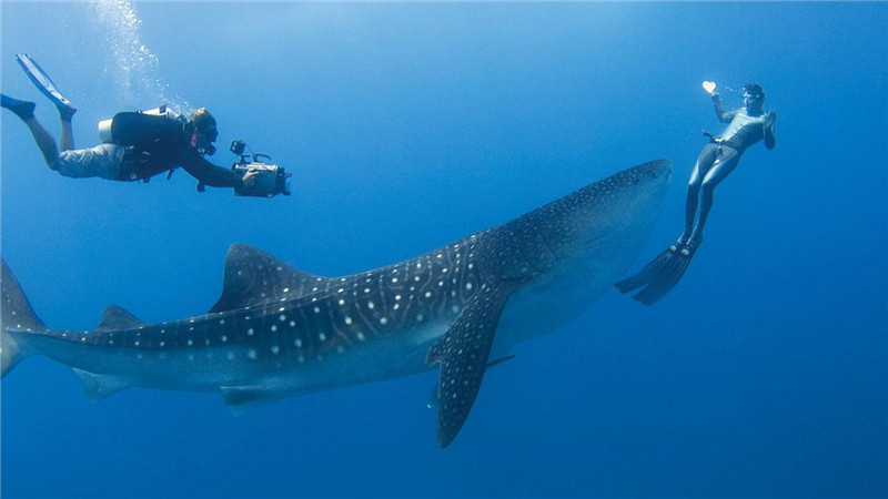 马尔代夫鲸鲨