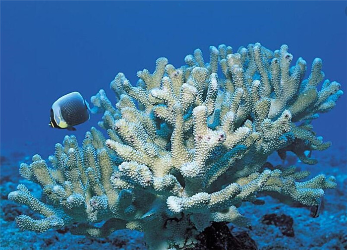 马尔代夫浮潜