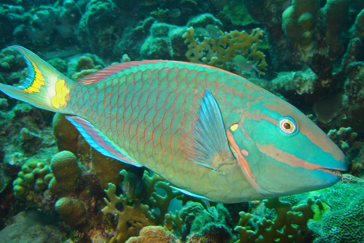 3.鹦鹉鱼parrotfish