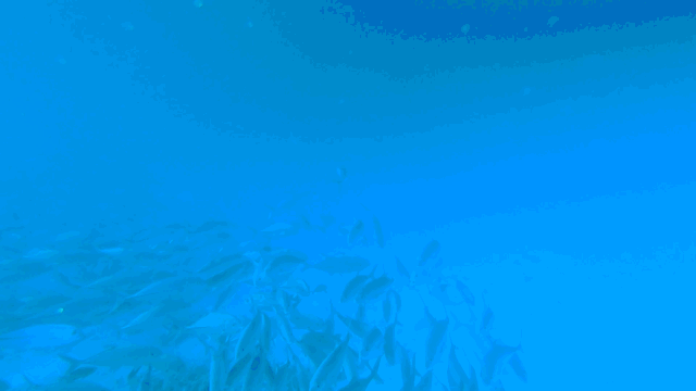 20181211_170746_1143.gif