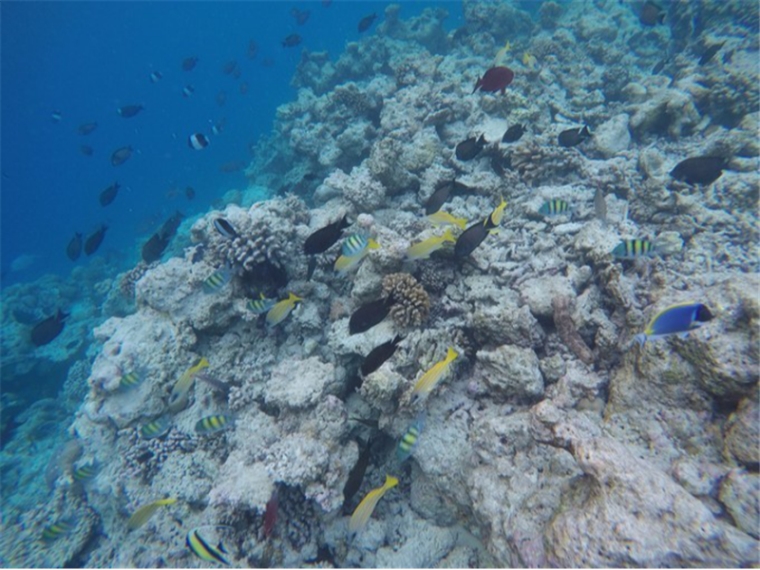 神仙珊瑚岛2019.1.7莎莎客人1871.png