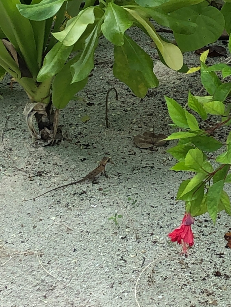 20190715_114436_054.jpg